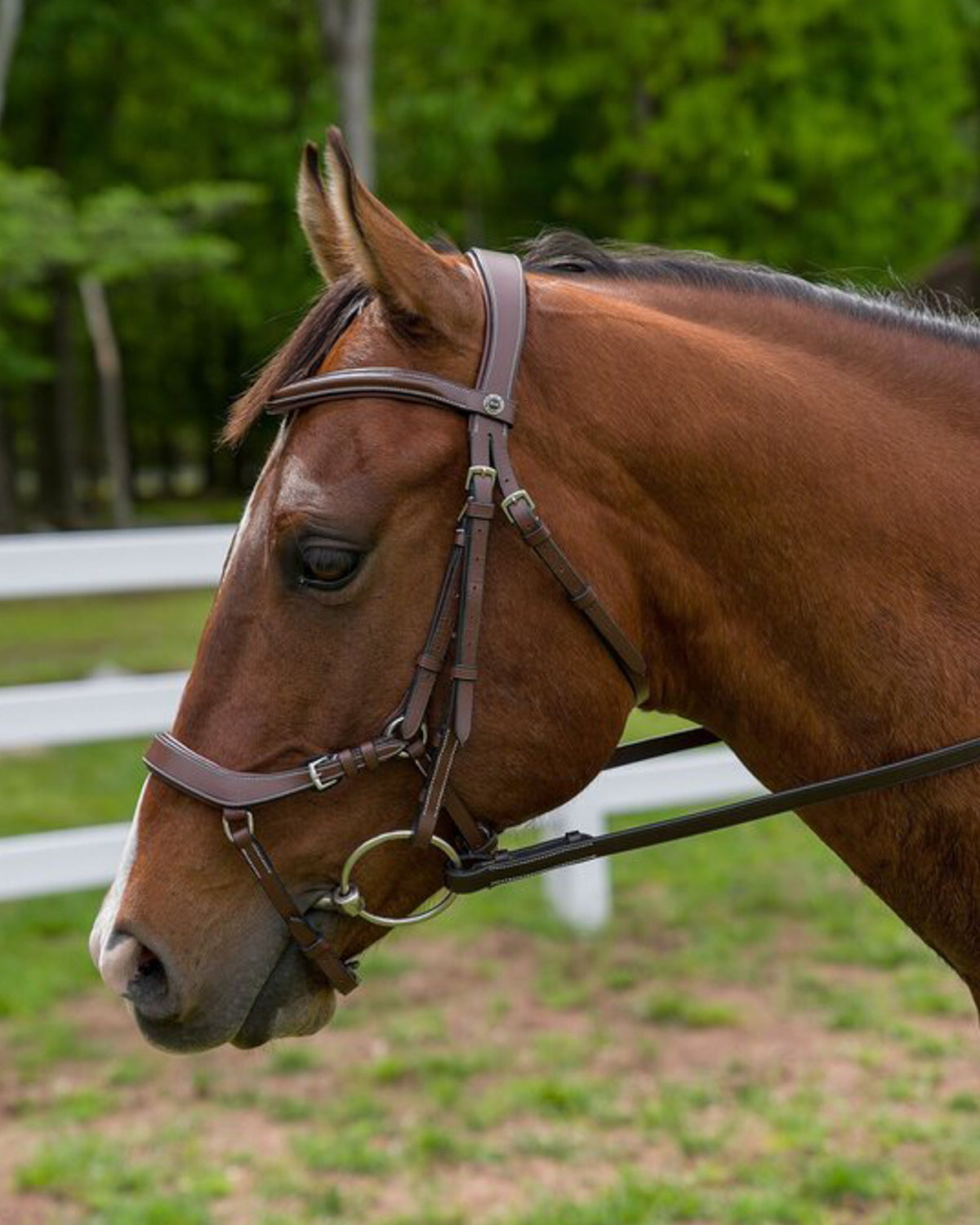 Pro Anatomical Bridle